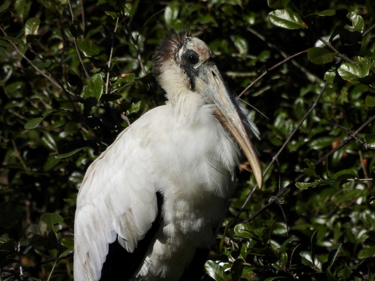 nesyt americký - ML647516128