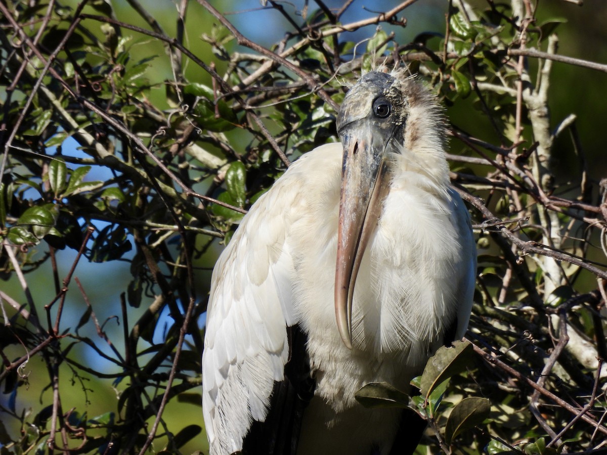 nesyt americký - ML647516129