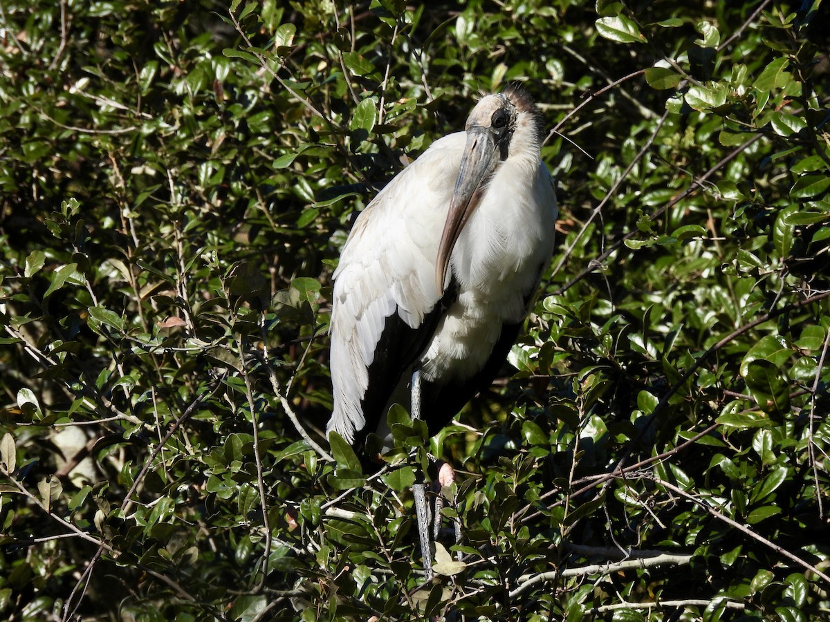 nesyt americký - ML647516130