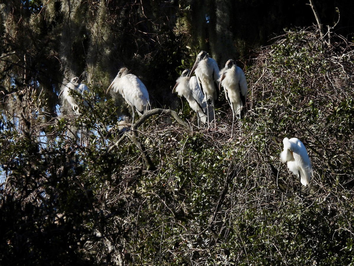 nesyt americký - ML647516131