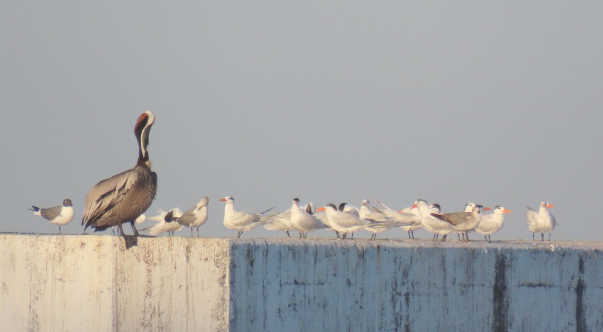 rybák západní - ML647516132