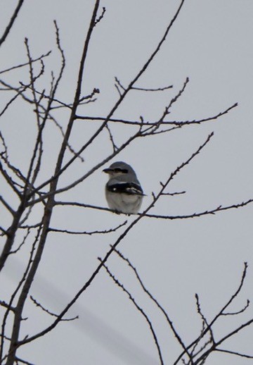 ťuhýk severní - ML647516136