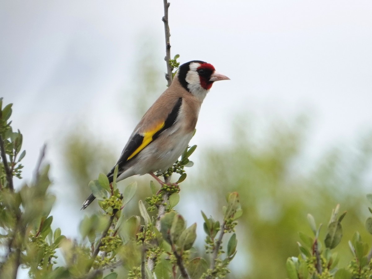 stehlík obecný - ML647516139