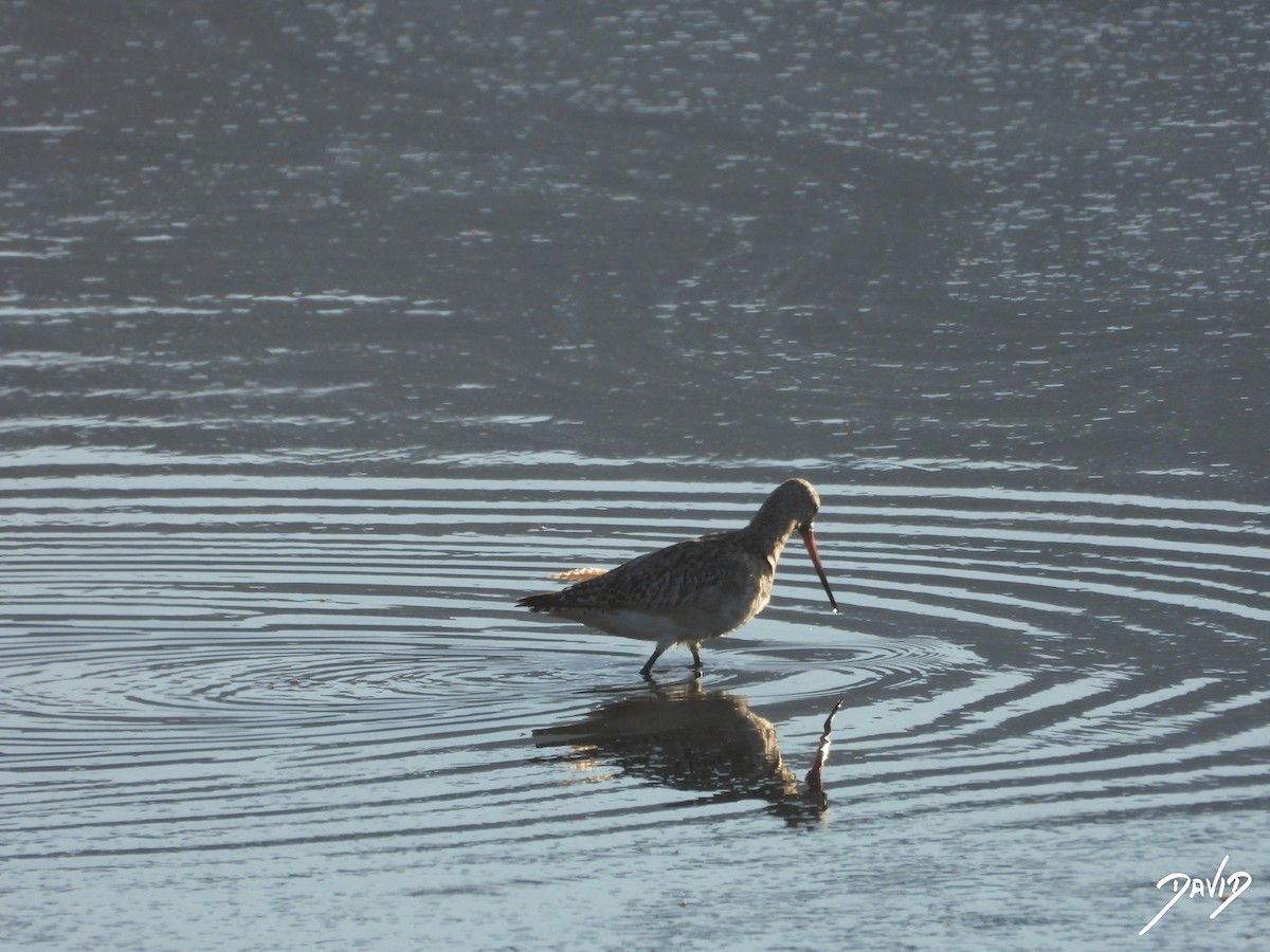 břehouš rudý - ML647516142