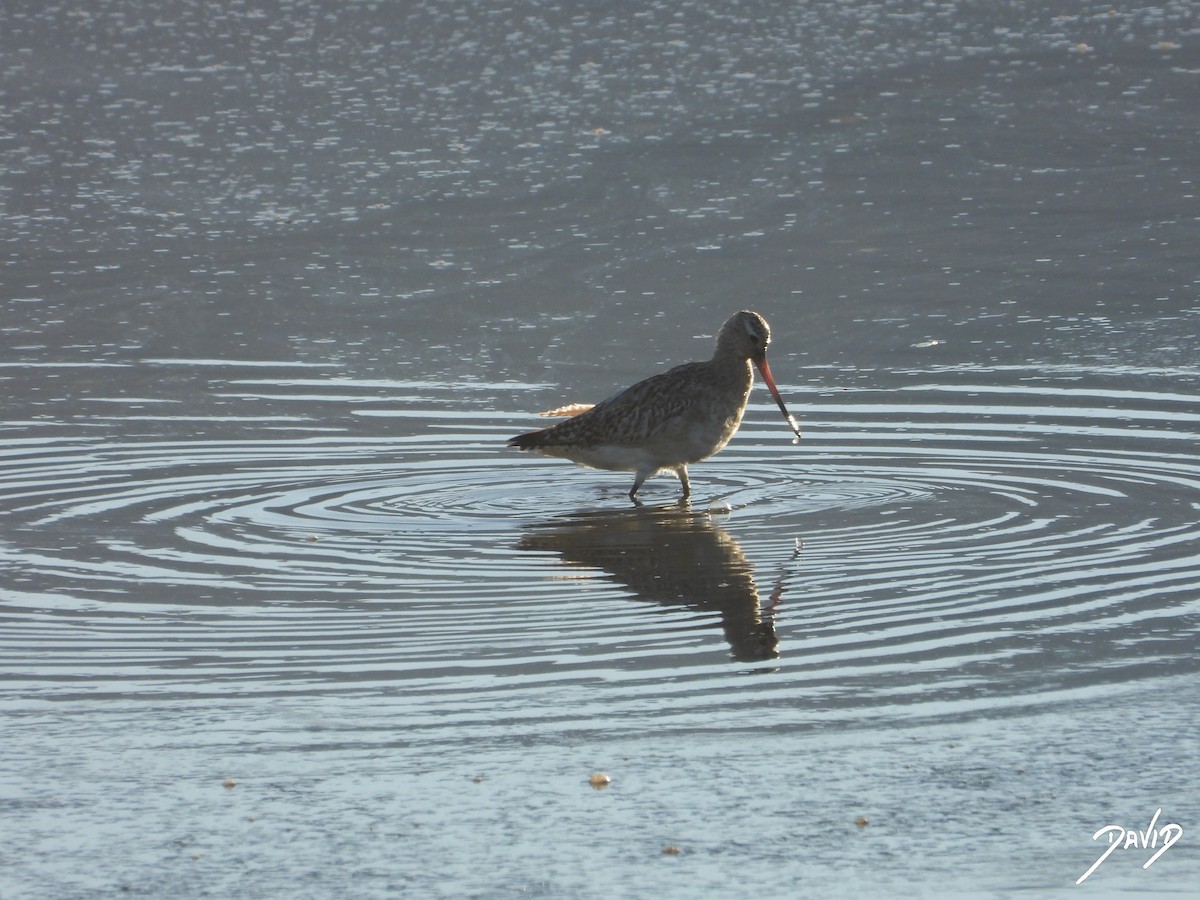 břehouš rudý - ML647516143