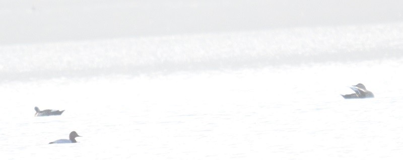 kachna skvrnozobá - ML647516144