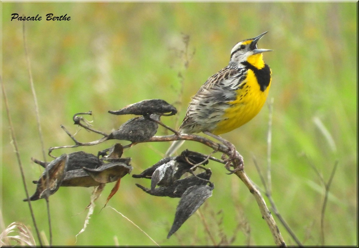 Eastern Meadowlark - ML647516145