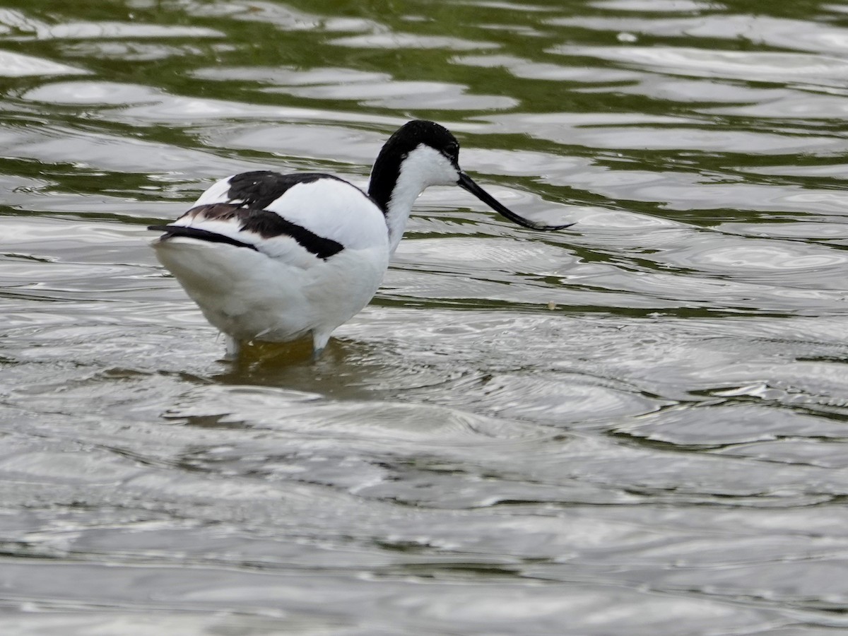 tenkozobec opačný - ML647516147