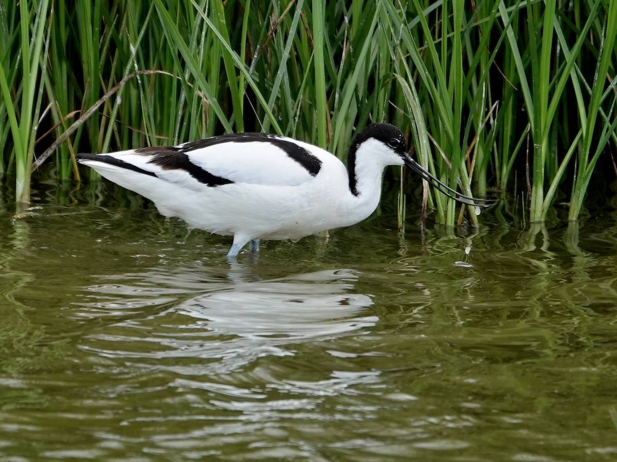 tenkozobec opačný - ML647516148