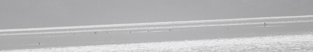 polák velký - ML647516153