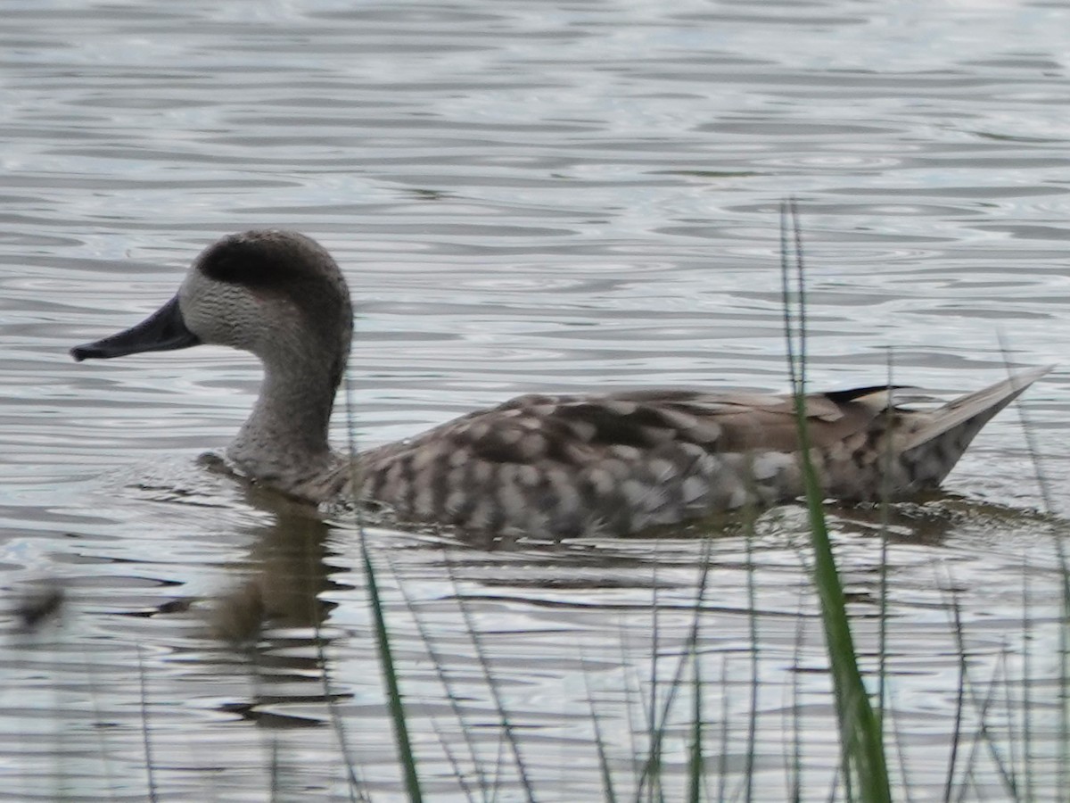 Marbled Duck - ML647516165