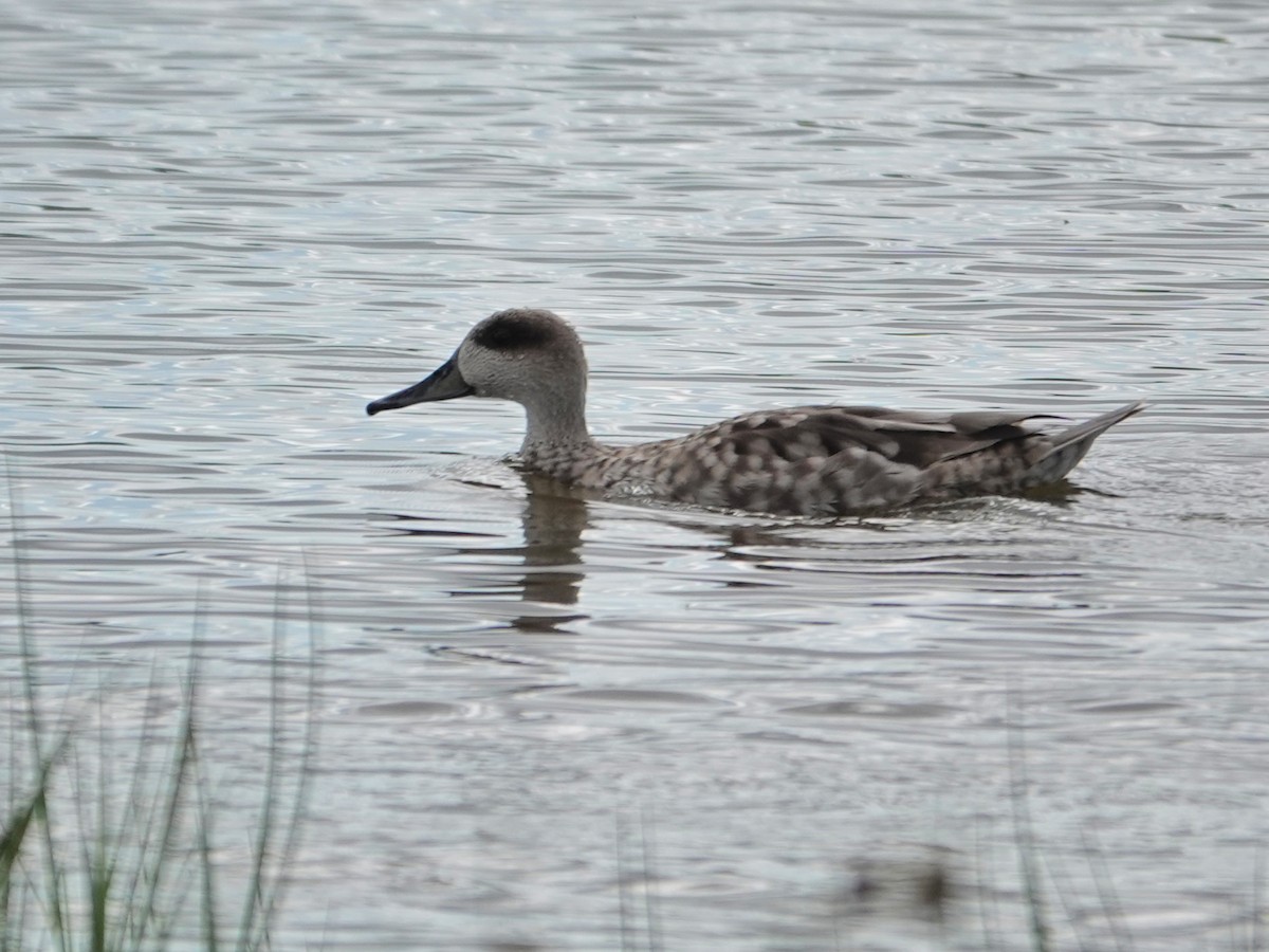 Marbled Duck - ML647516166