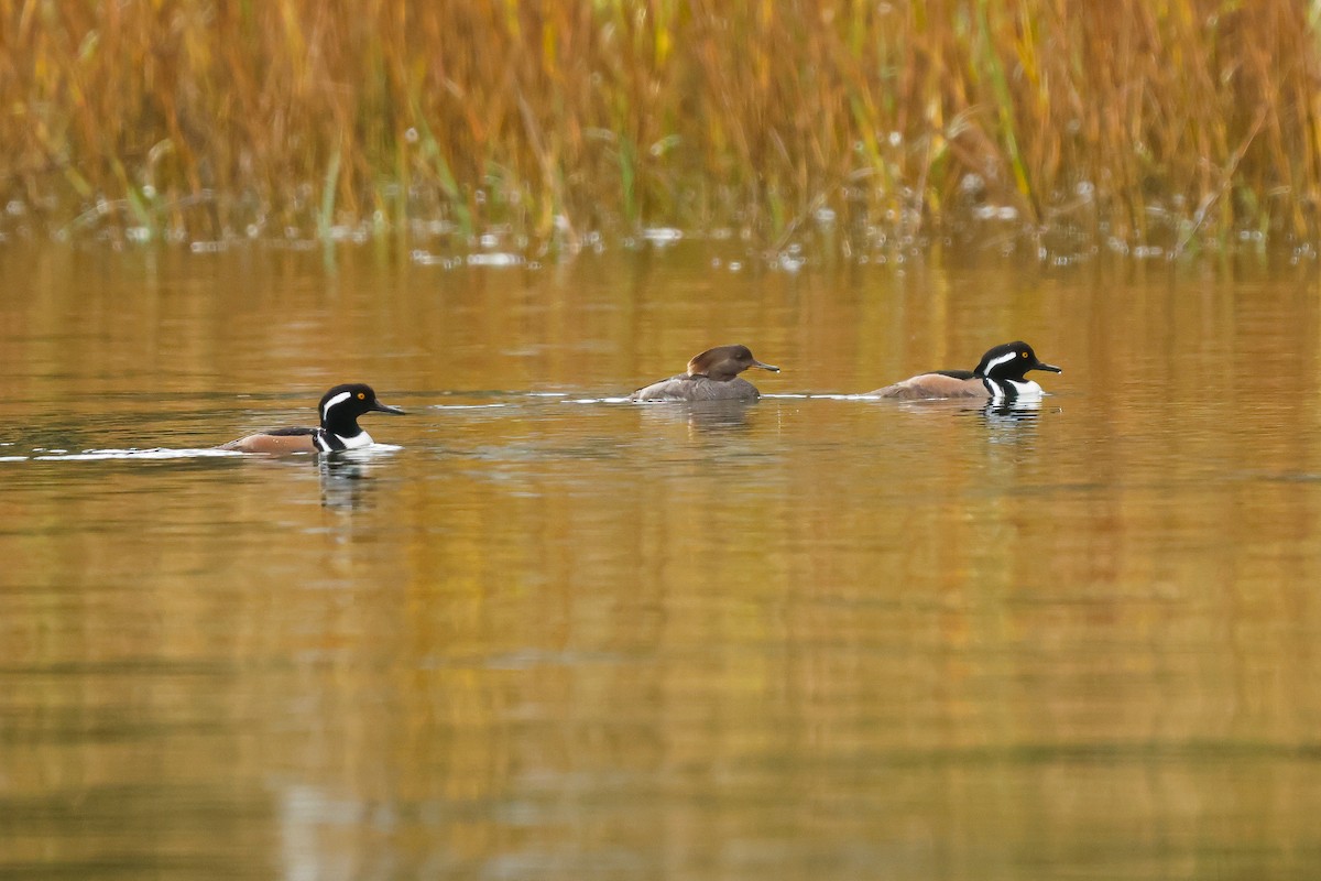 hjelmfiskand - ML647516167