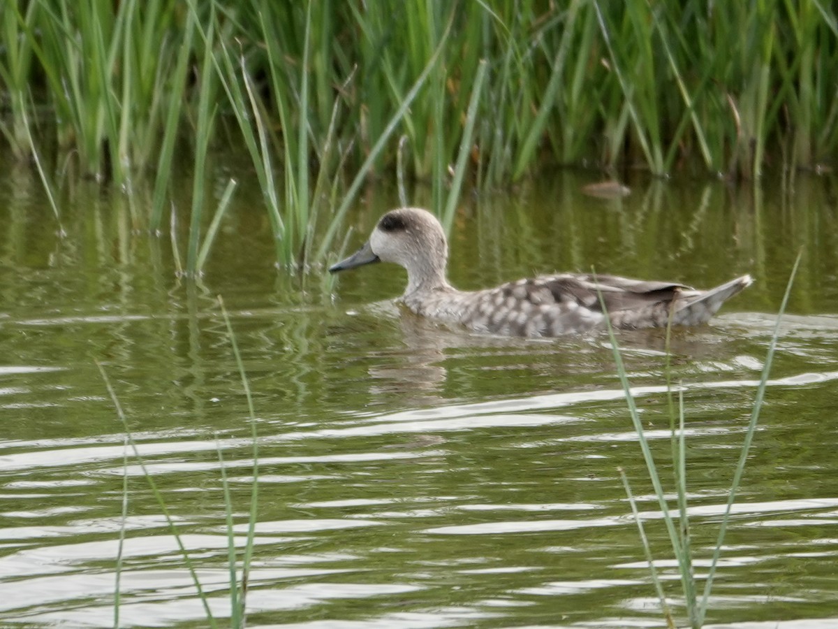 marmorand - ML647516178