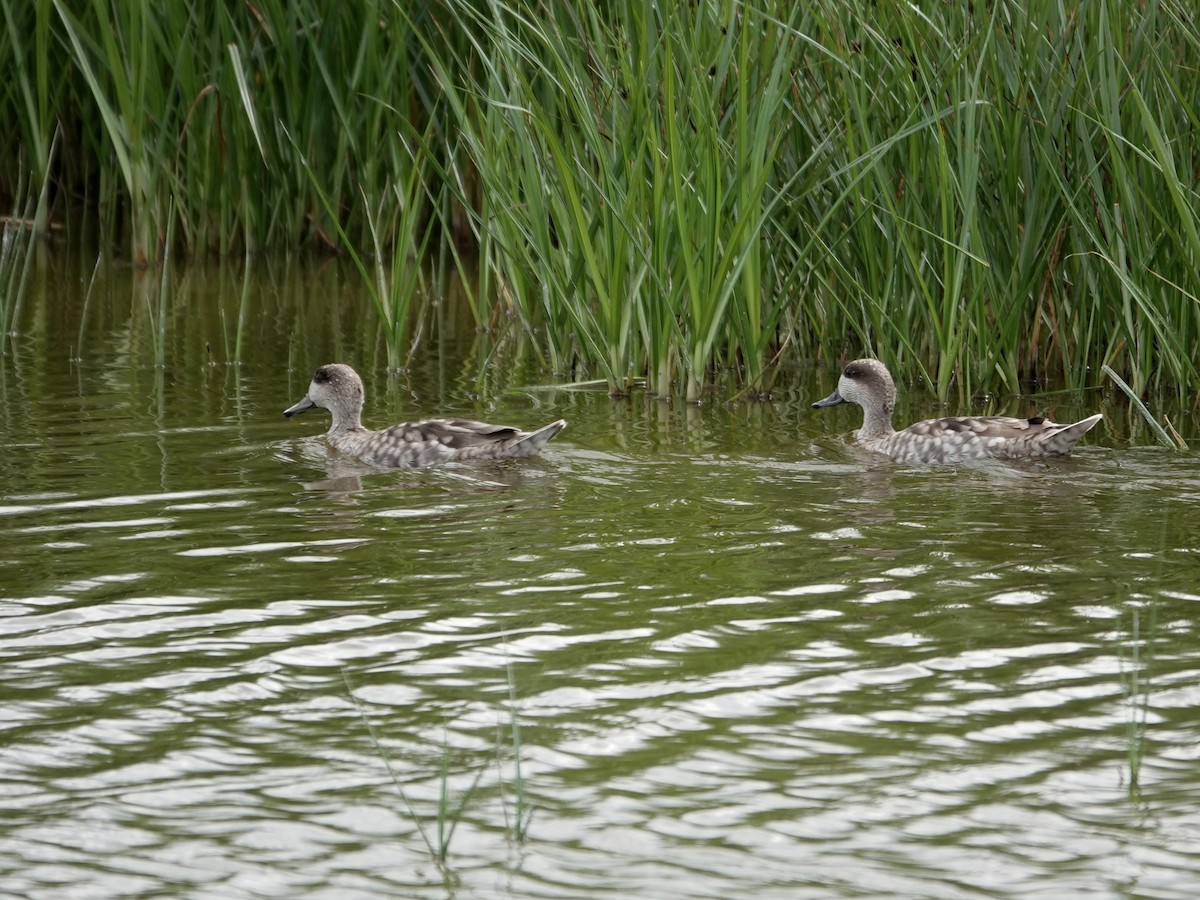 marmorand - ML647516179