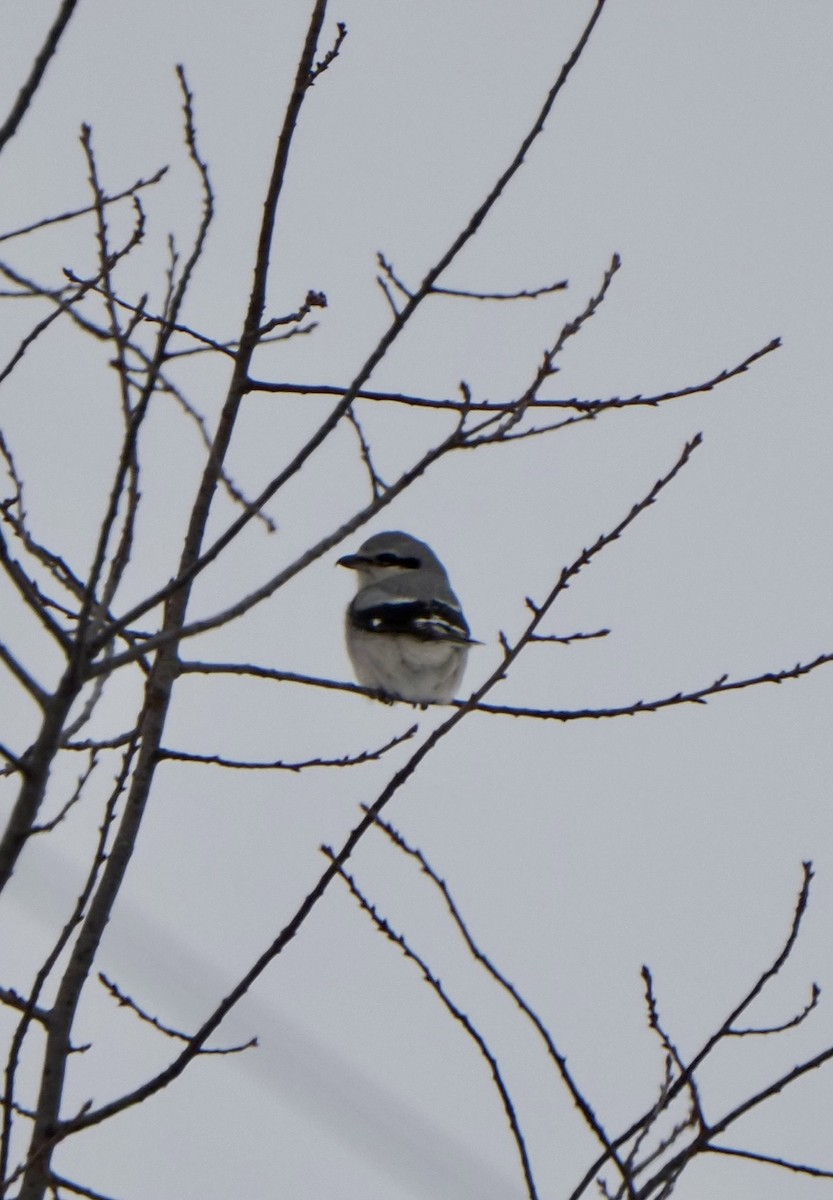 borealvarsler - ML647516180