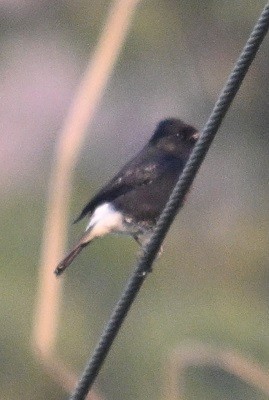 svartskvett - ML647516182