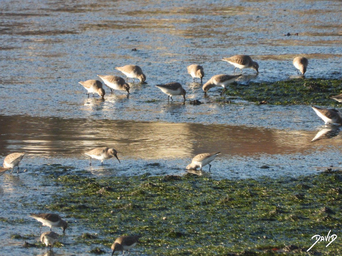 myrsnipe - ML647516183