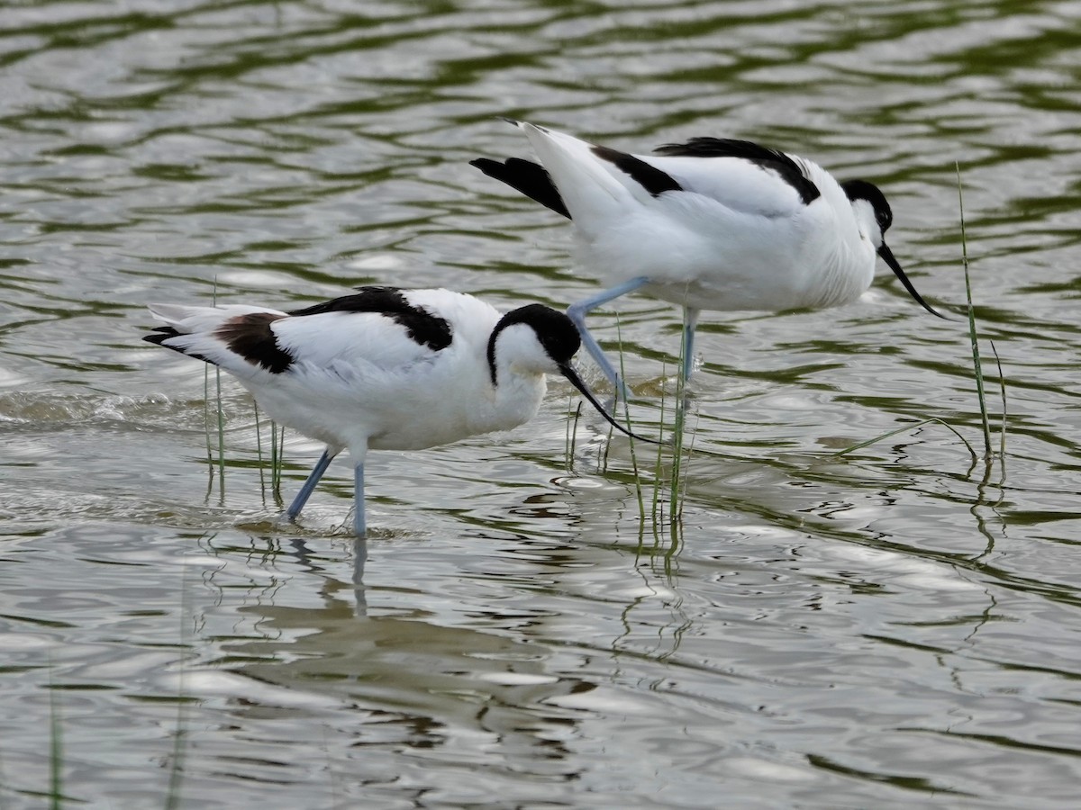 avosett - ML647516186