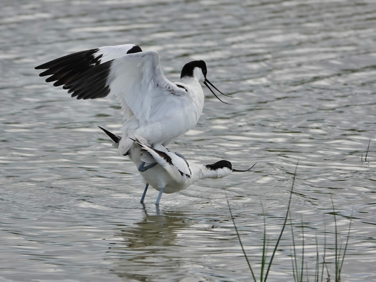 avosett - ML647516187