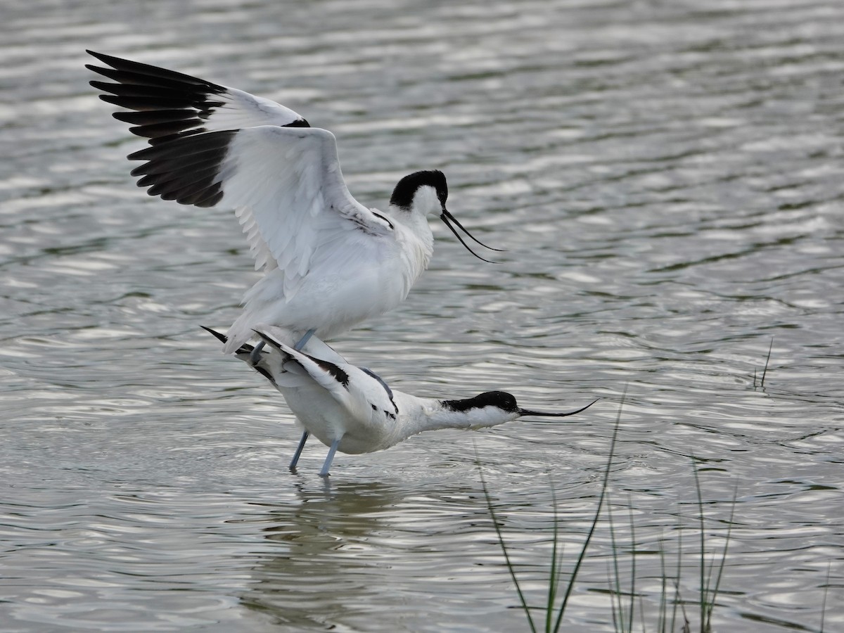 avosett - ML647516188