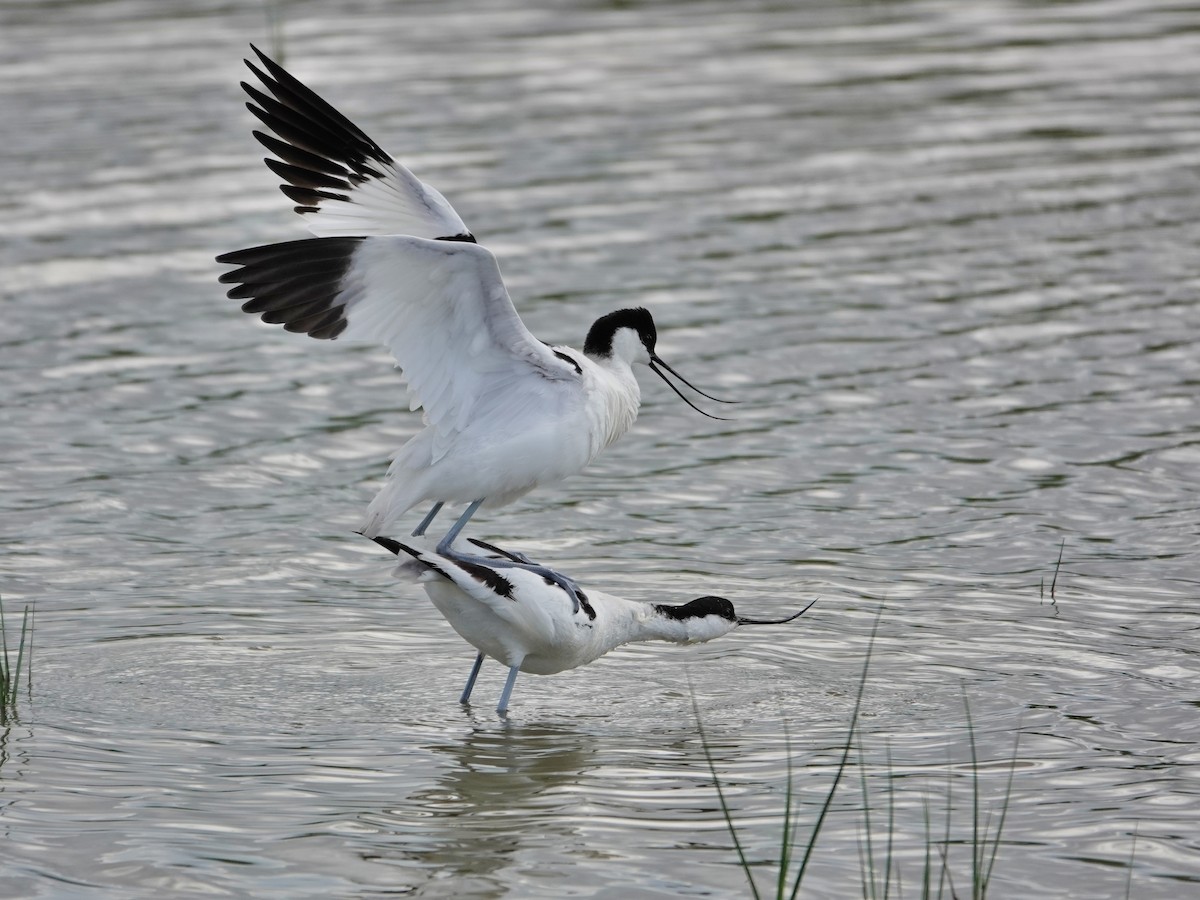 avosett - ML647516189