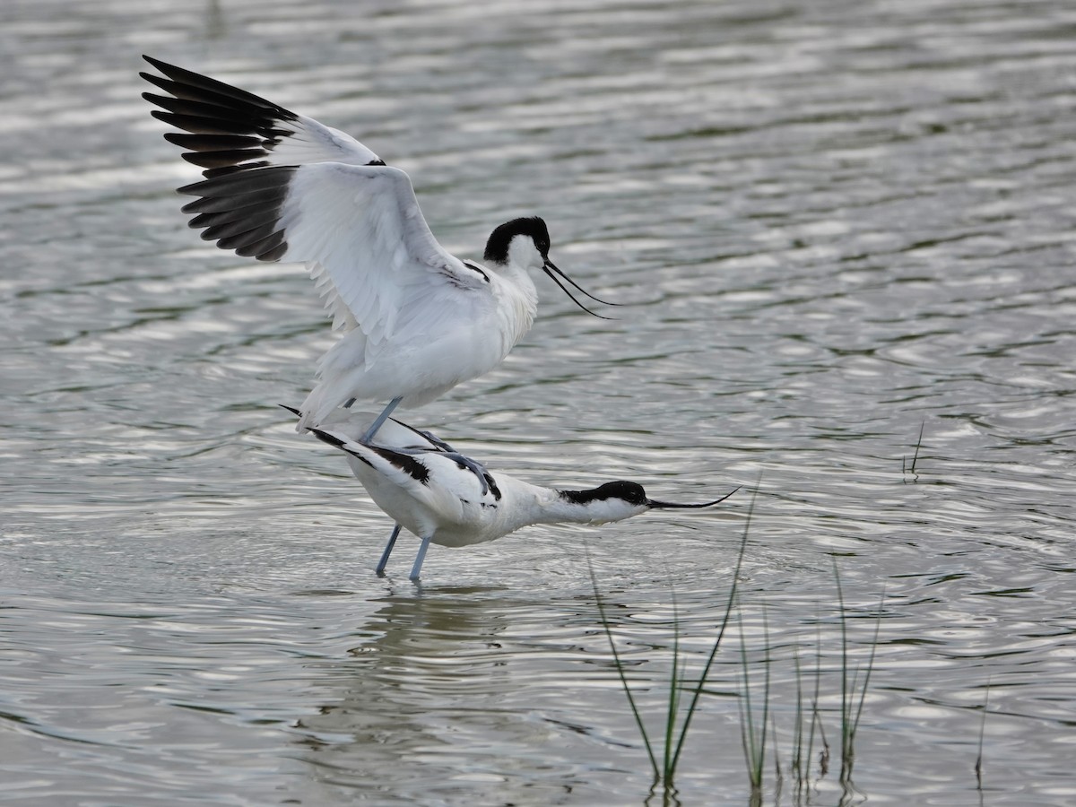 avosett - ML647516190