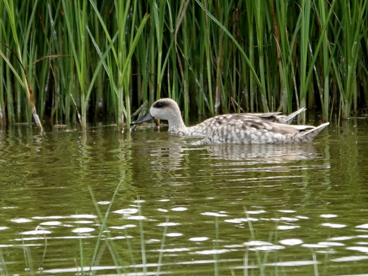 marmorand - ML647516195