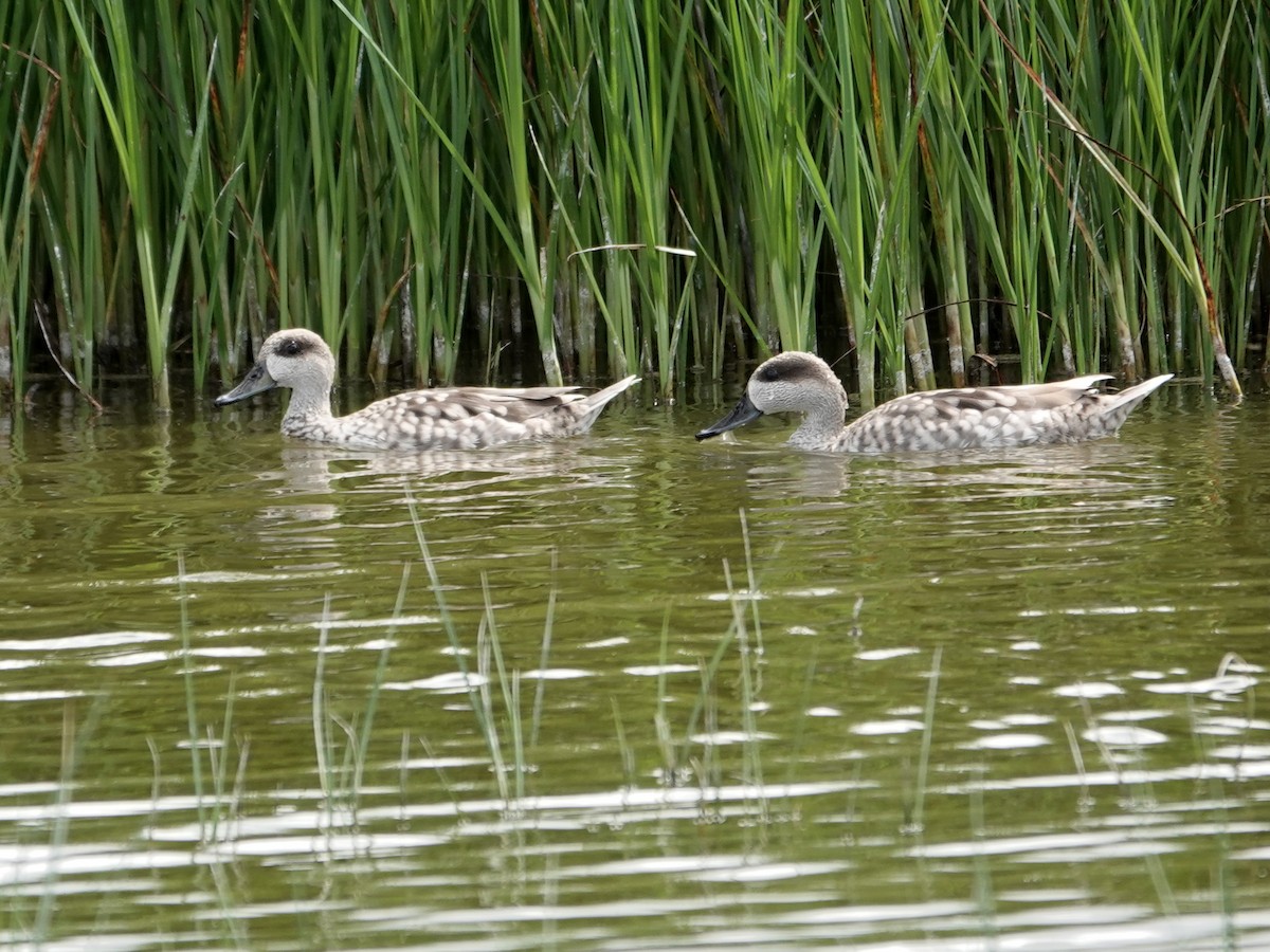 marmorand - ML647516196