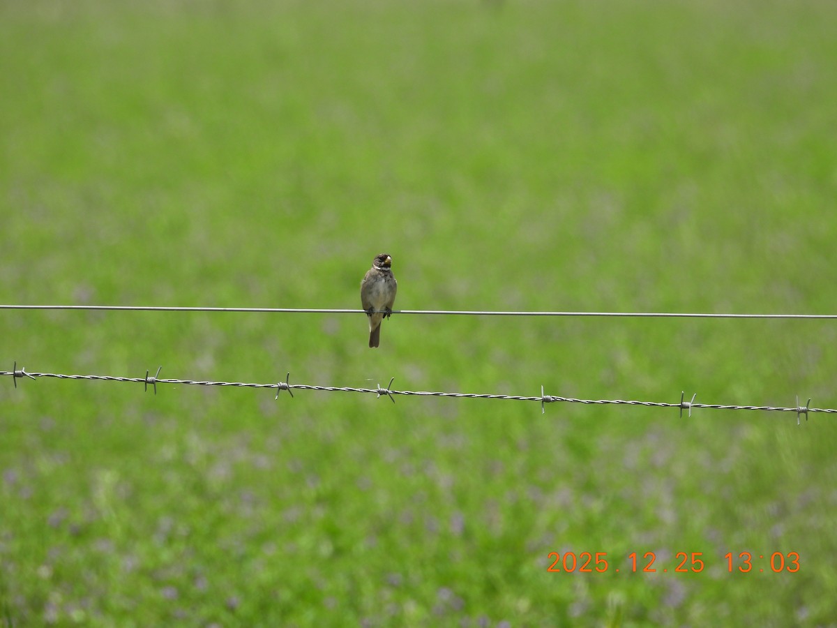 beltefrøeter - ML647516197