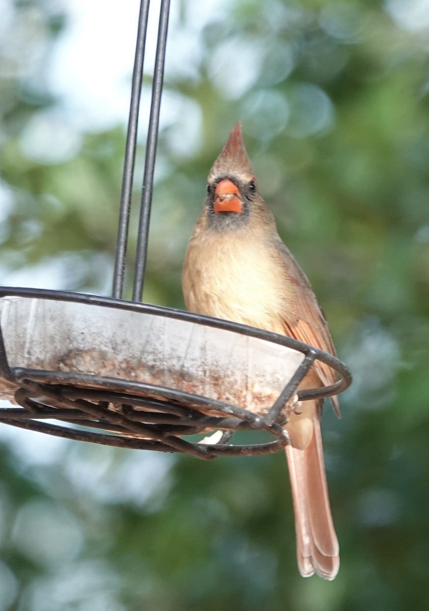 rødkardinal - ML647516198