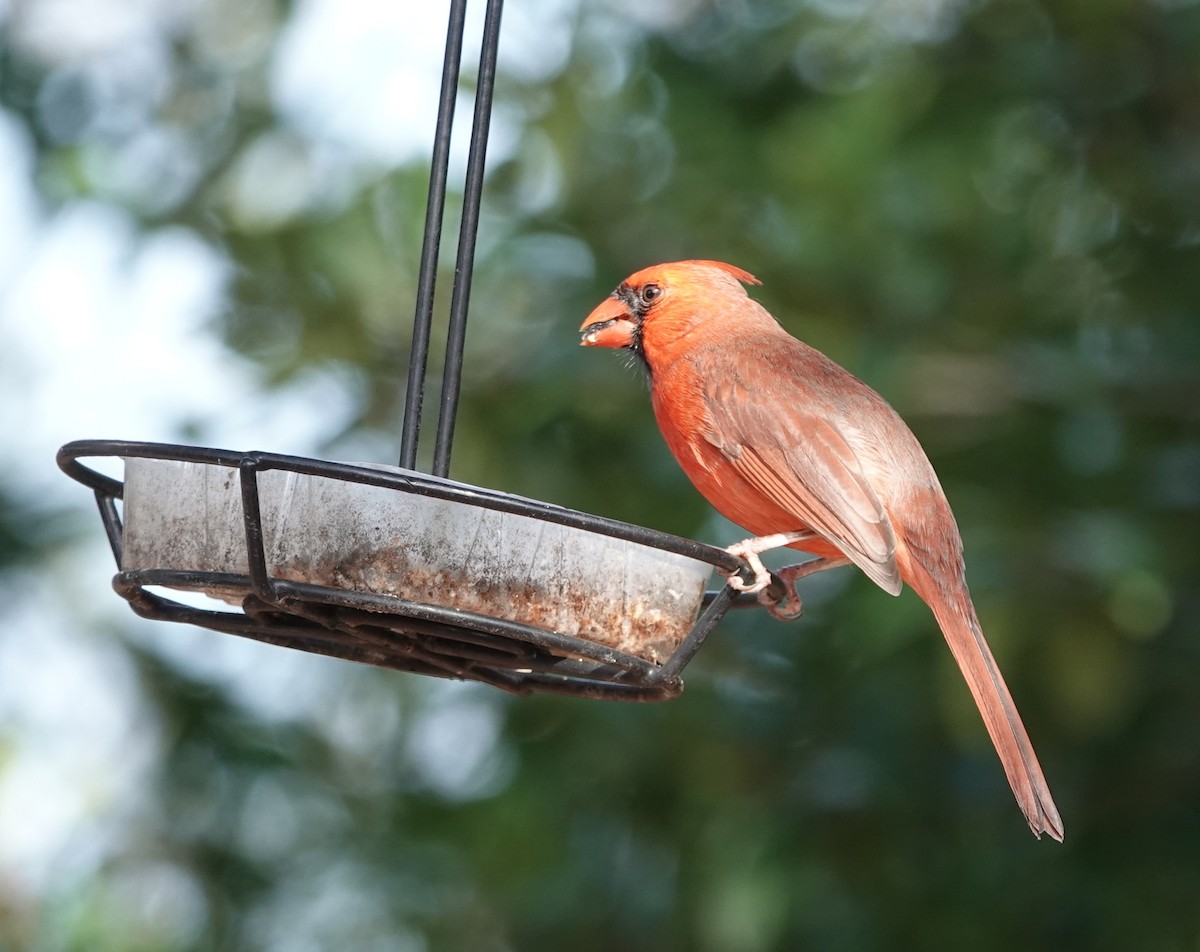 rødkardinal - ML647516199