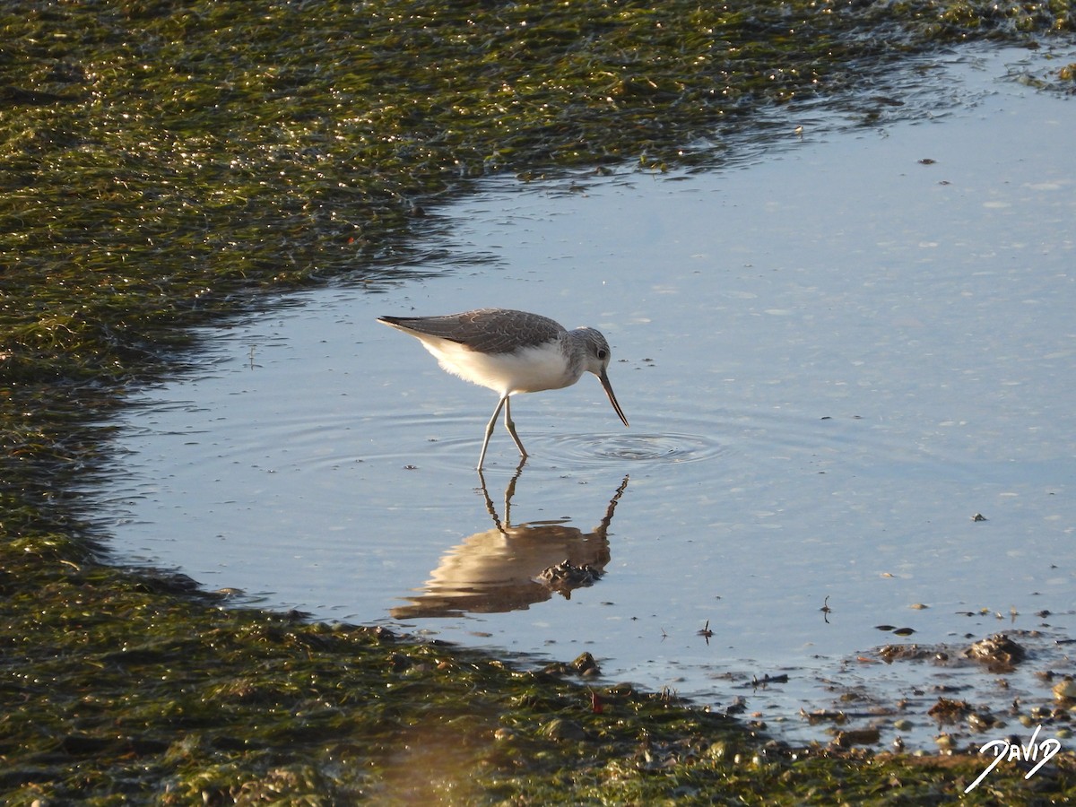 gluttsnipe - ML647516200