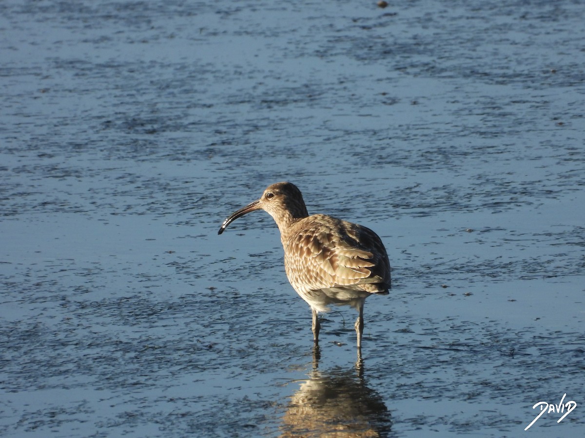 småspove - ML647516202