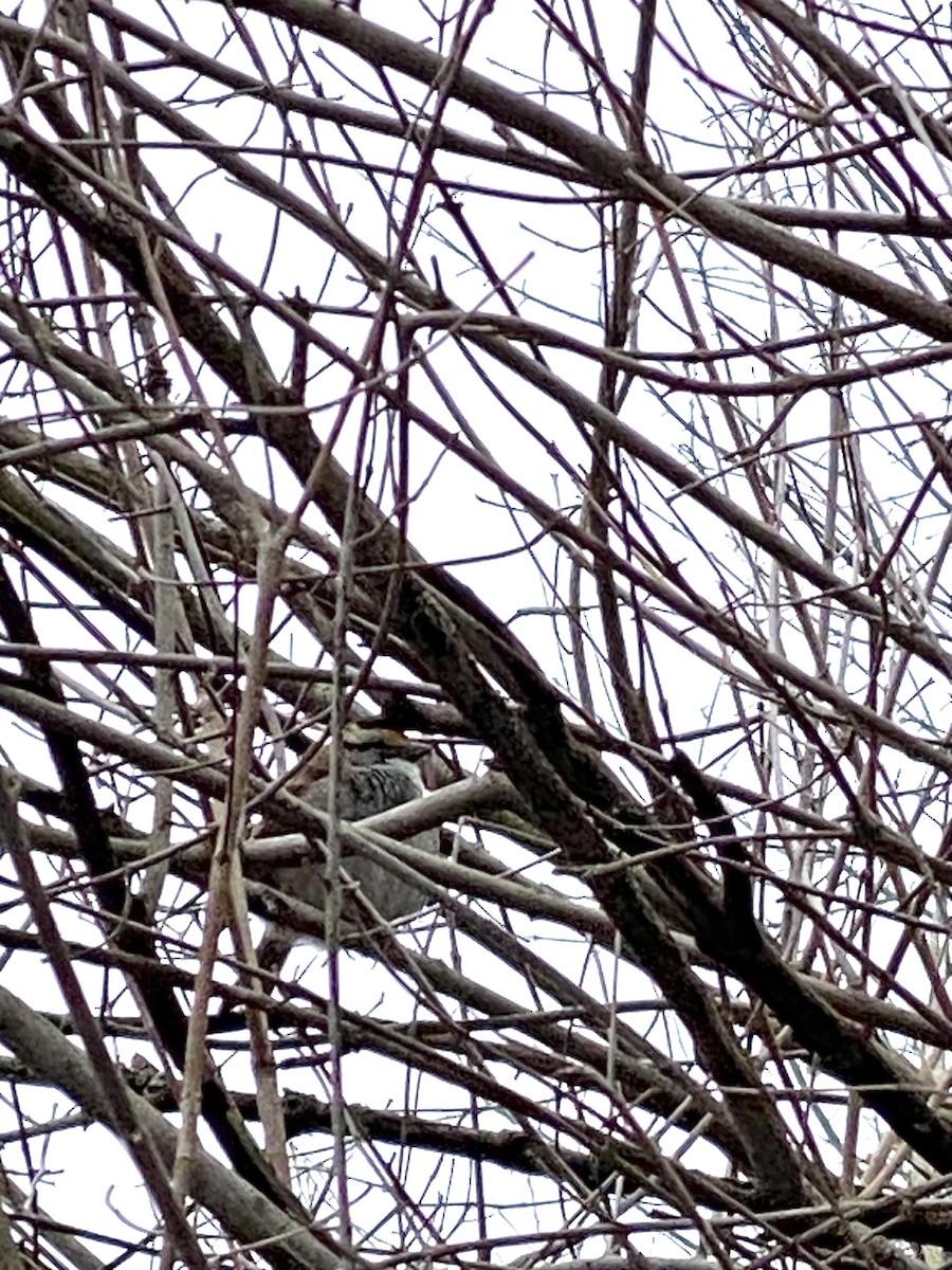 hvitstrupespurv - ML647516204