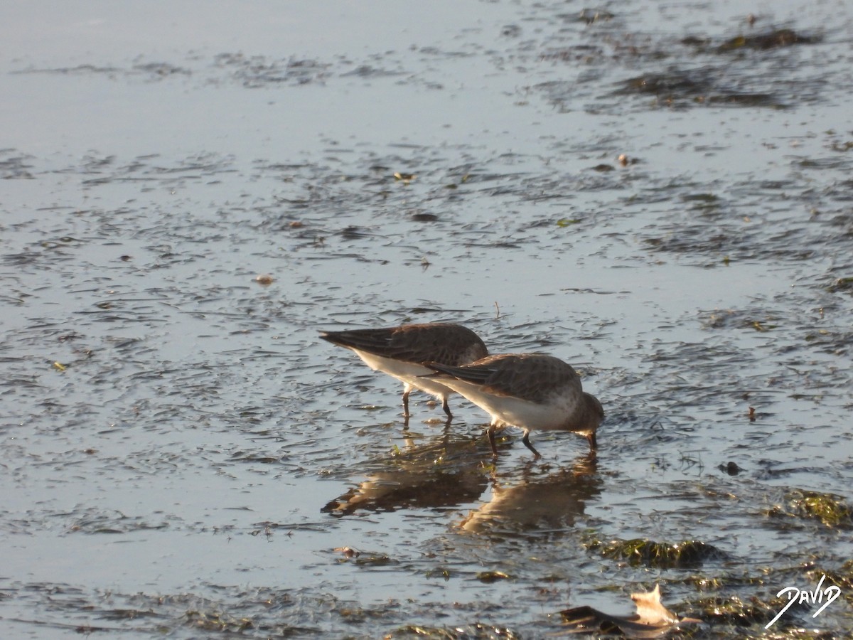 myrsnipe - ML647516205