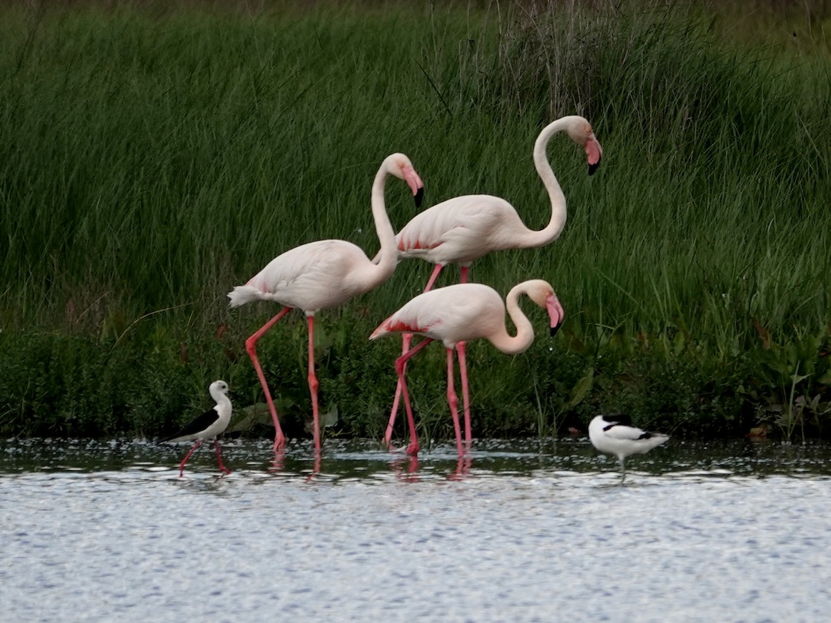 rosenflamingo - ML647516207