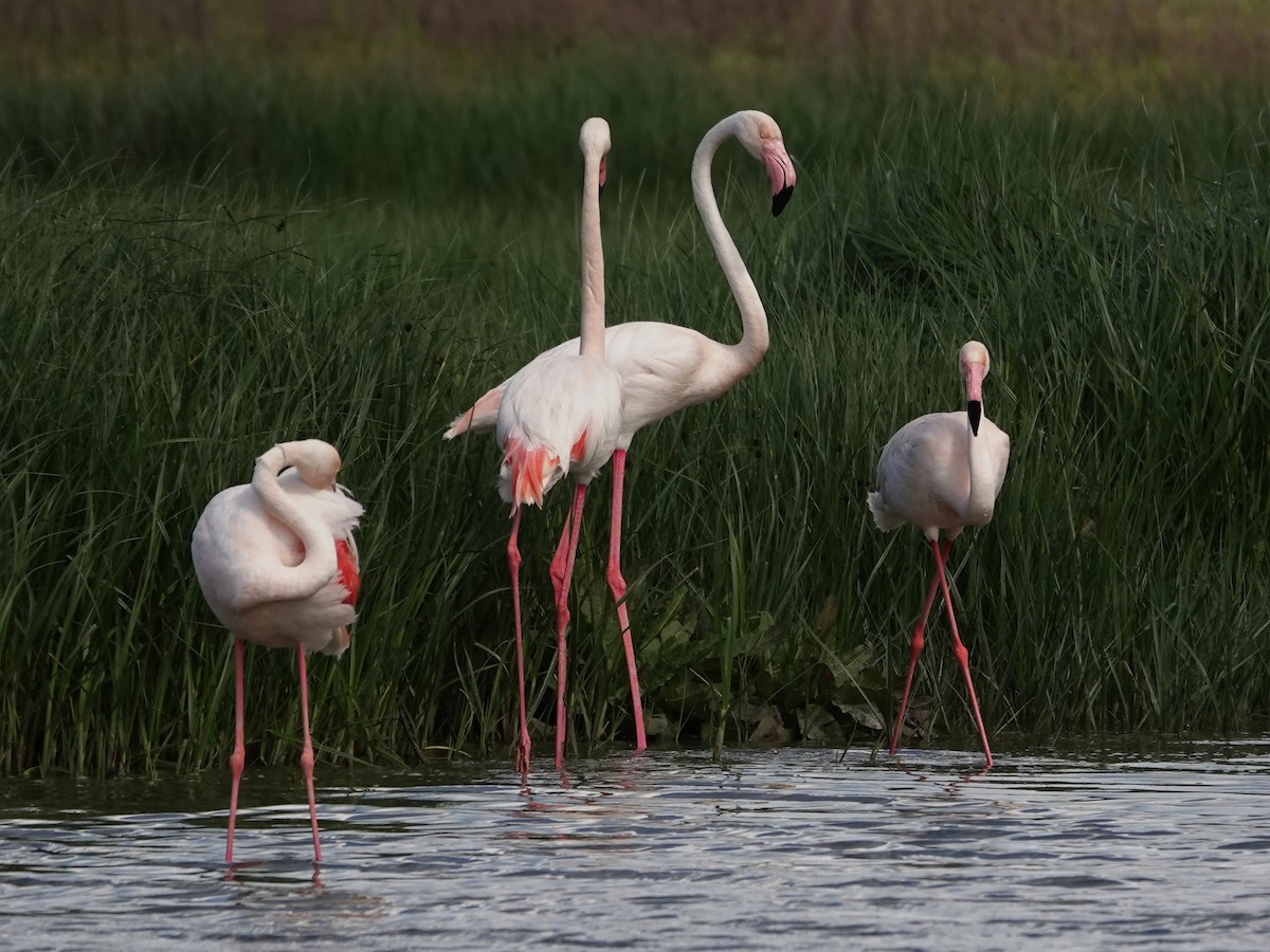 rosenflamingo - ML647516208