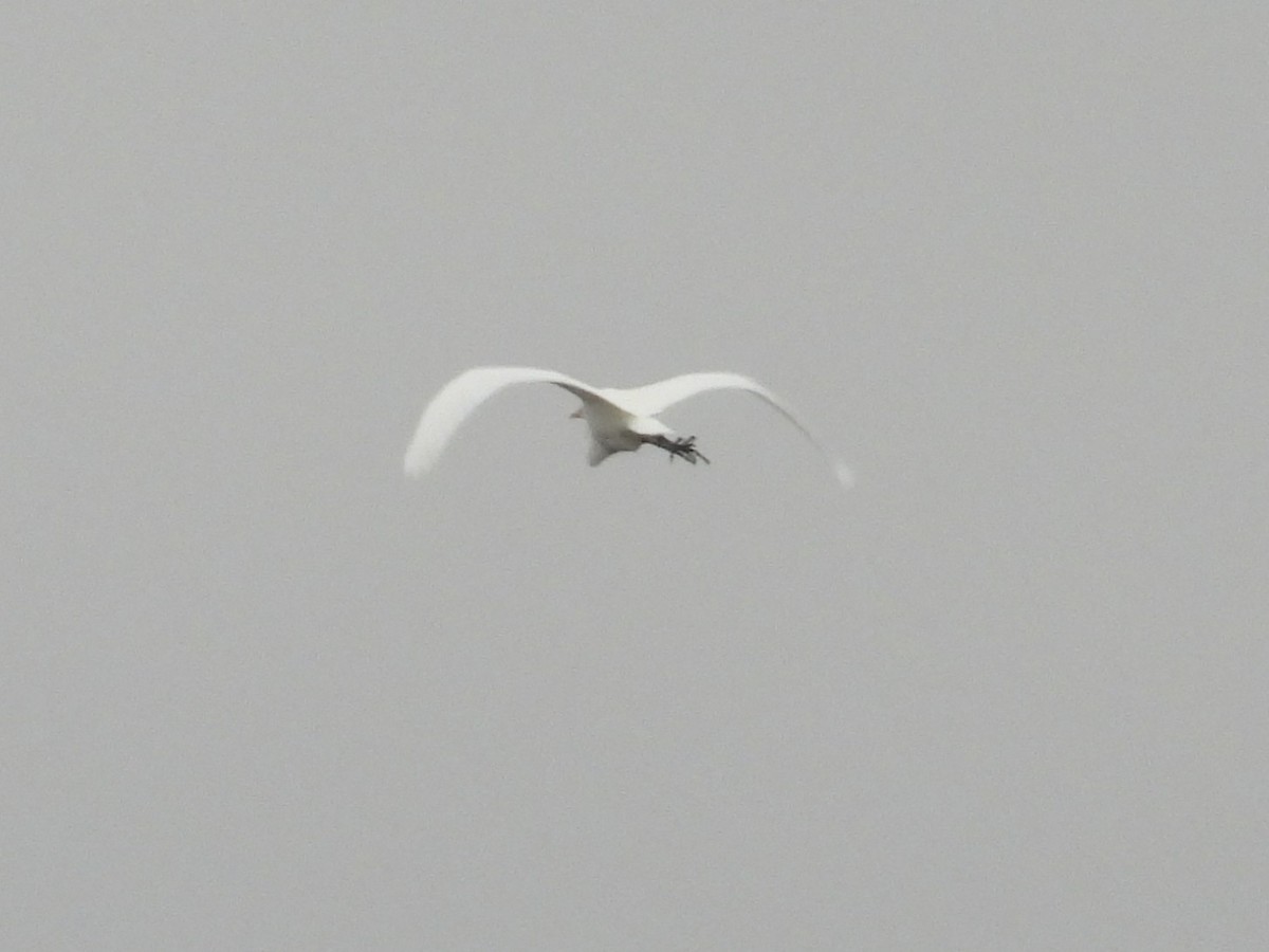 egretthegre - ML647516210