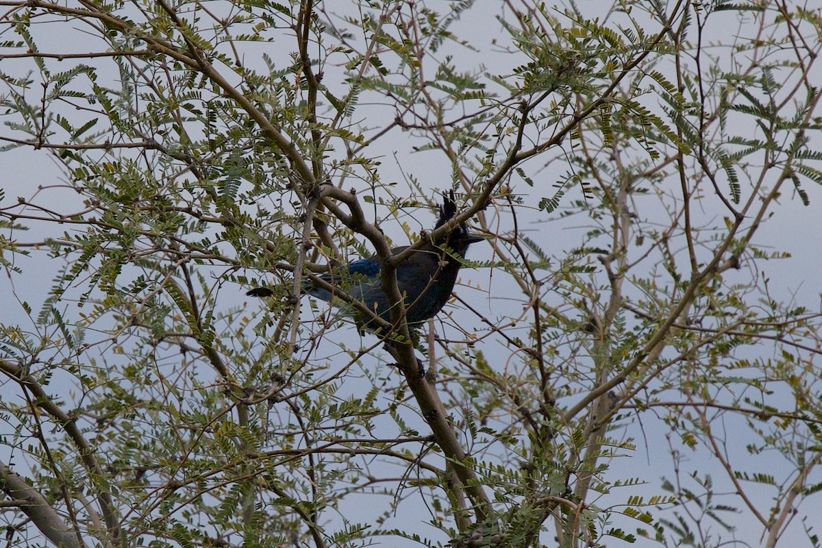 Steller's Jay - ML647516231