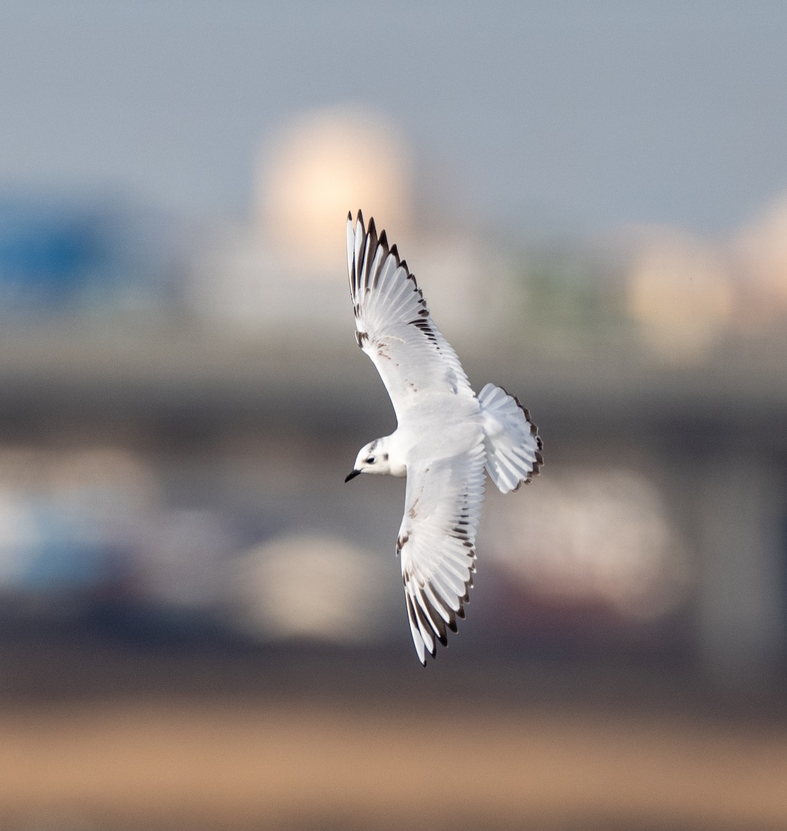 Мартин китайський - ML647516257