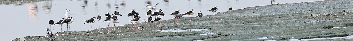 Black-winged Stilt - ML647516258