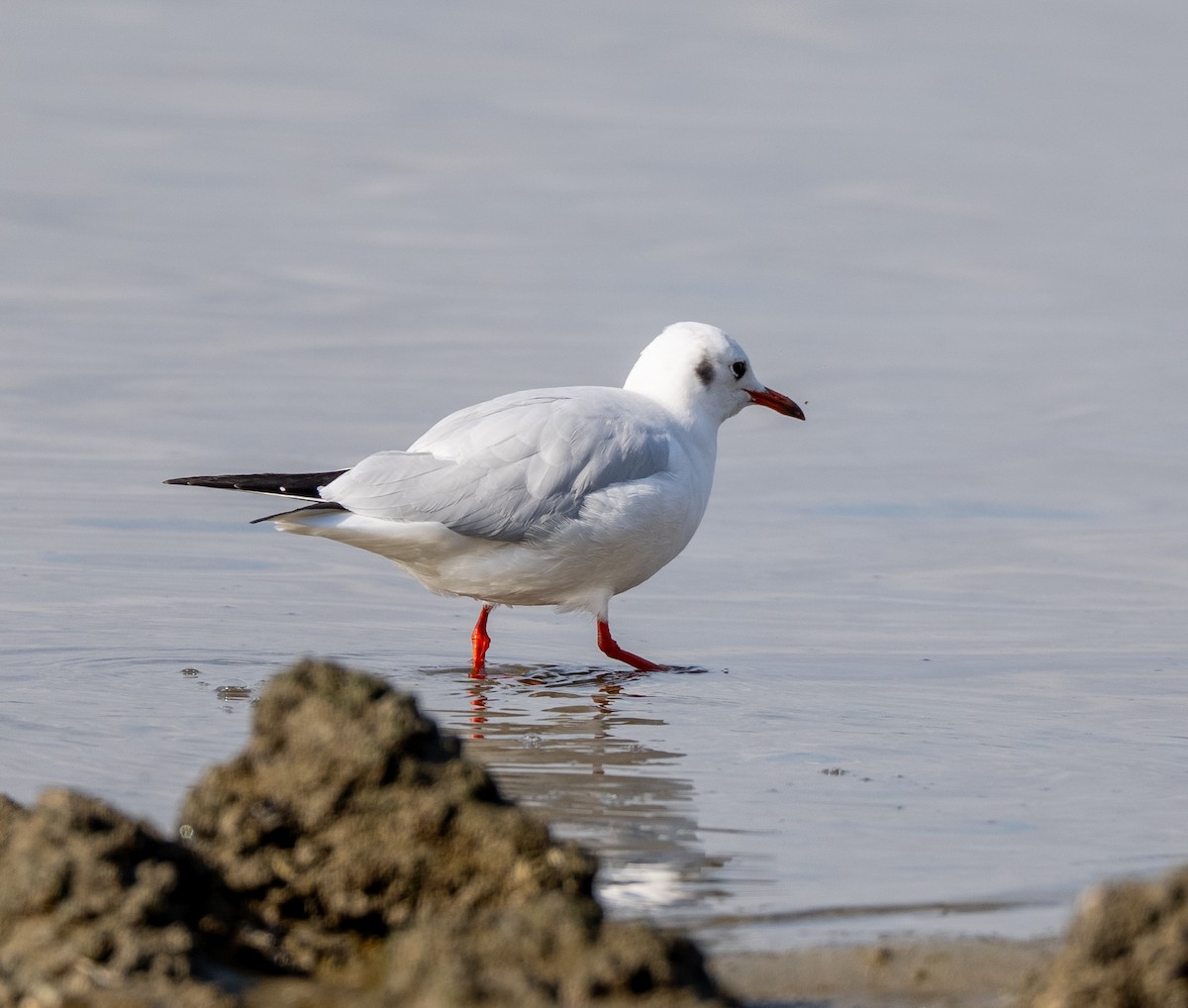 Мартин звичайний - ML647516283