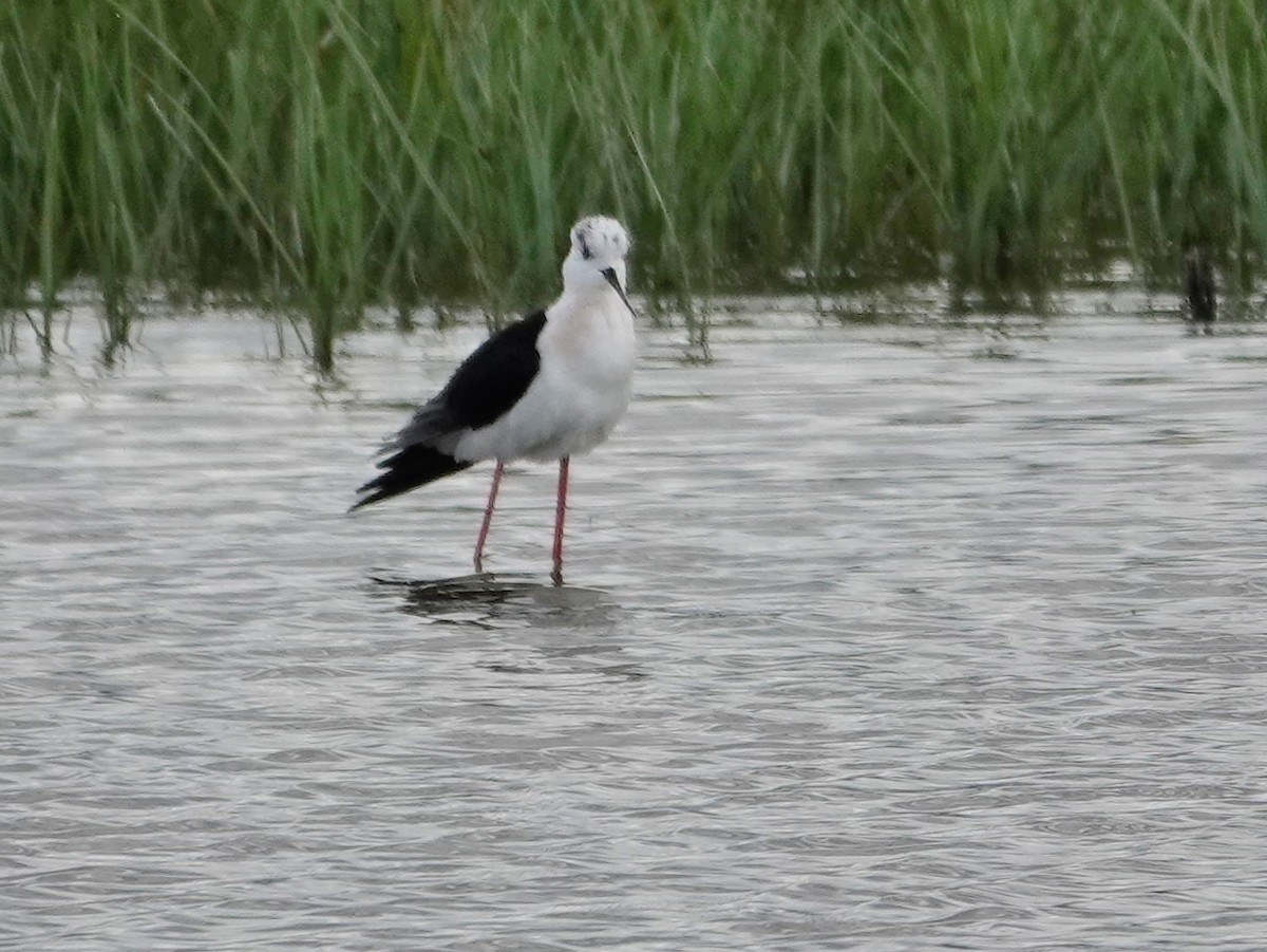 Black-winged Stilt - ML647516285