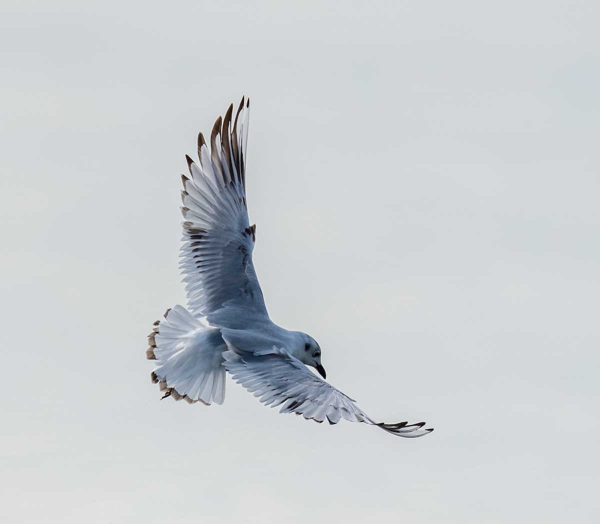 Мартин китайський - ML647516305