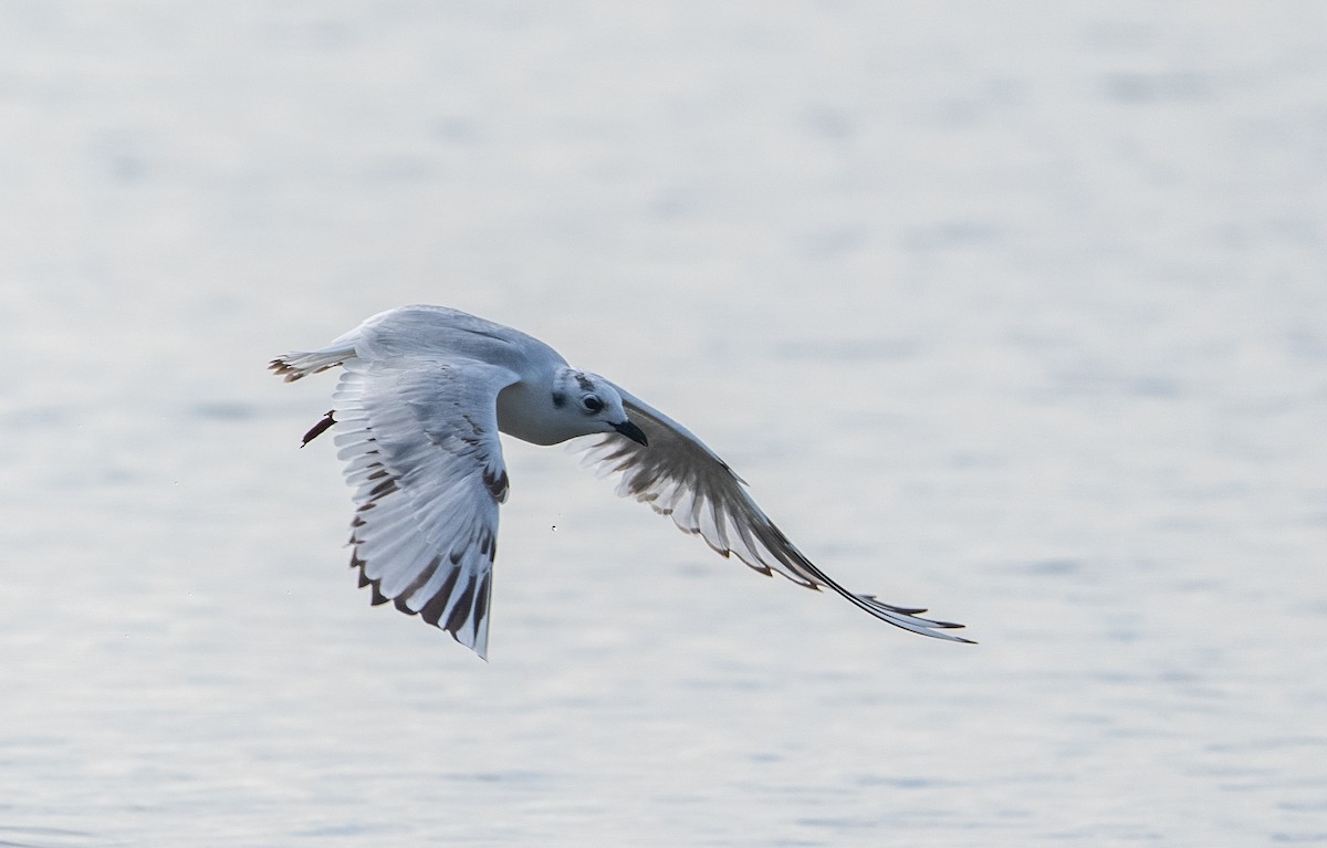 Мартин китайський - ML647516310