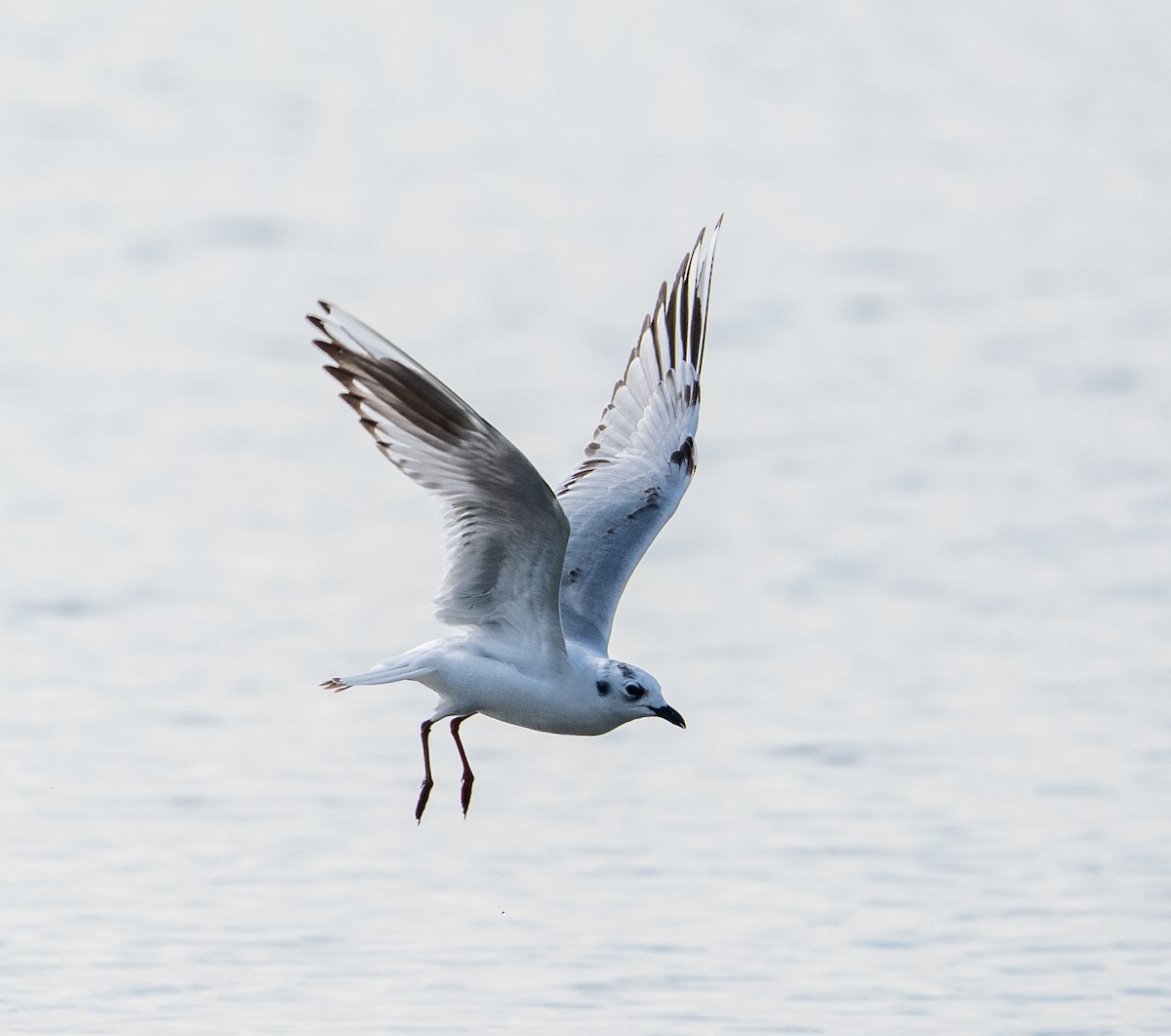 Мартин китайський - ML647516317