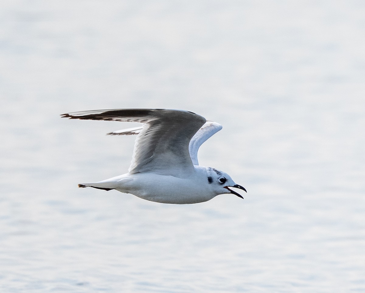 Мартин китайський - ML647516319