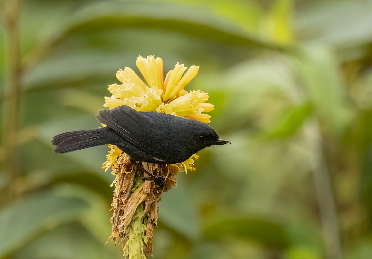 Pinchaflor Flanquiblanco - ML647516332