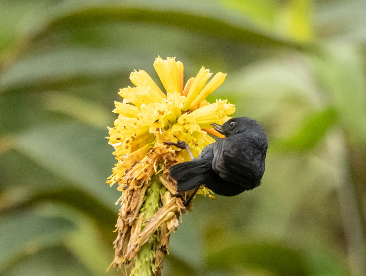 Pinchaflor Flanquiblanco - ML647516333